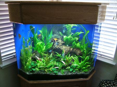 50 gallon Pentagon